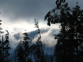 Low angle view of trees in forest against sky