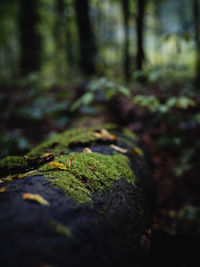 Close-up of moss growing on tree trunk