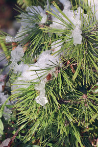 Close-up of frozen pine tree