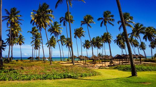 Palm trees on field against clear sky