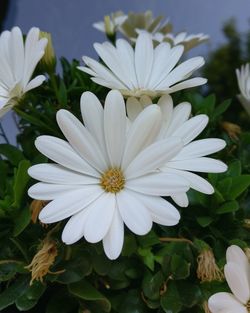 Close-up of white flowering plant