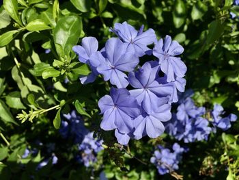 Close-up of purple flowering plant