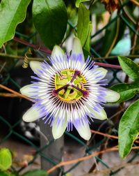 Close-up of purple flower in bloom