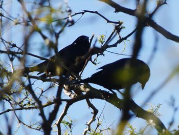 Low angle view of bird perching on tree against sky