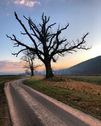 Bare tree by road against sky