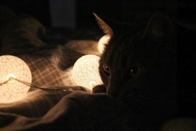 Close-up portrait of cat at home