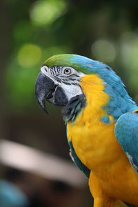 A colorful parrot is sunbathing

