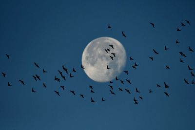 Low angle view of silhouette birds flying against sky