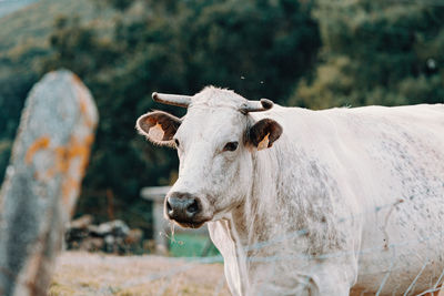 Portrait of a horse