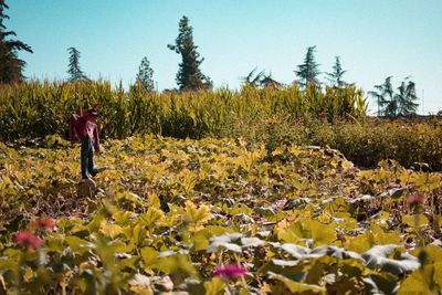 Scenic view of sunflower field against clear sky