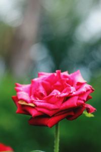 Close-up of pink flower blooming outdoors