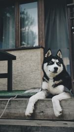 Portrait of dog sitting on wood