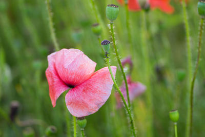 Close-up of pink flowering plant