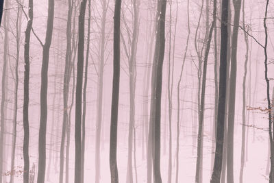 Full frame shot of wooden wall