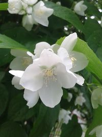 Close-up of white flower