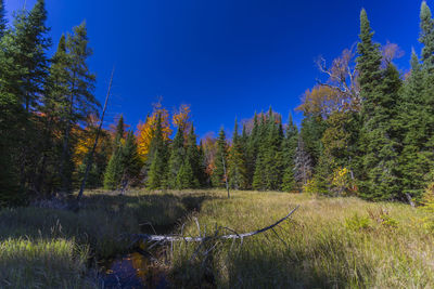 Trees in forest during autumn