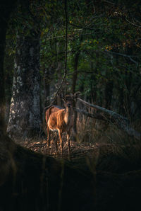 Female deer dama dama into deep woods 