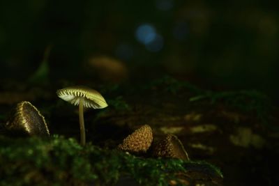 Close-up of mushrooms growing on field