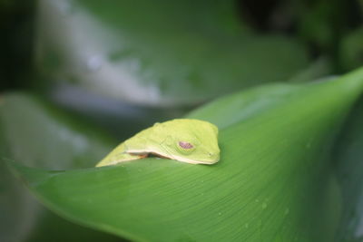 Close-up of frog on leaf