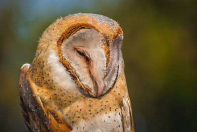 Close-up of a owl