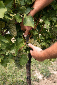 Cropped hand of person gardening