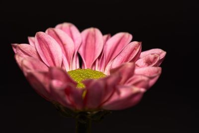 Close-up of pink flower against black background