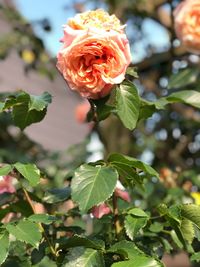 Close-up of rose plant