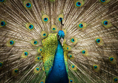 Close-up of peacock feathers