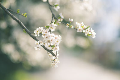 Close-up of white cherry blossom tree