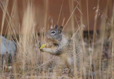 Close-up of squirrel on grass