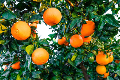 Orange fruits on tree