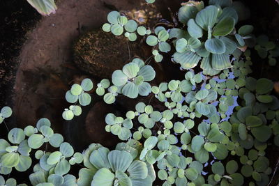 High angle view of potted plant
