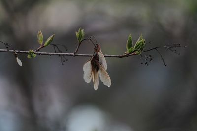 Close-up of wilted plant against blurred background