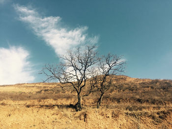 Bare tree on field against sky