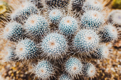 Full frame shot of cactus