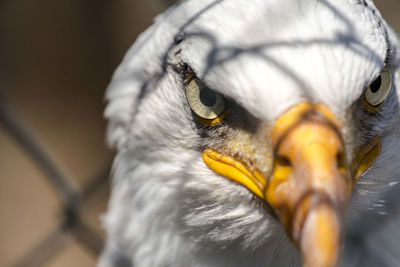 Close-up of a bird