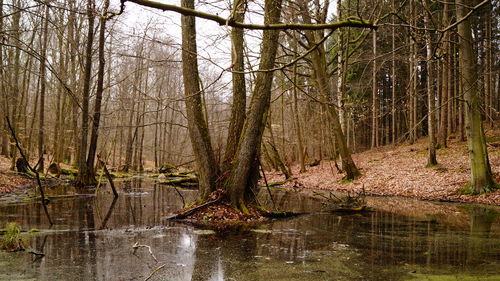 Scenic view of lake in forest