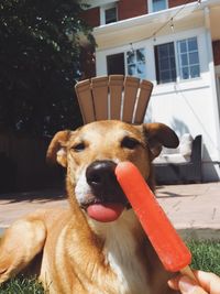 Cropped hand holding flavored ice by dog in yard