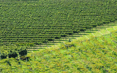 Scenic view of agricultural field