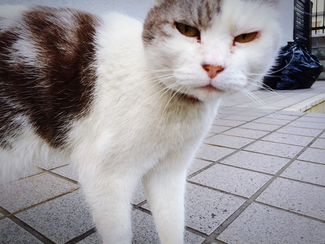 domestic cat, animal themes, cat, domestic animals, one animal, pets, mammal, feline, whisker, portrait, looking at camera, close-up, front view, white color, standing, outdoors, day, full length, sitting