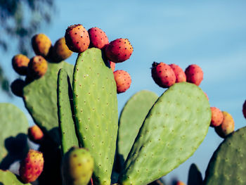 Close-up of fruits growing on cactus