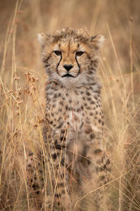 Portrait of cat on field