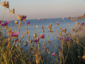 Close-up of pink flowers growing on field against sky