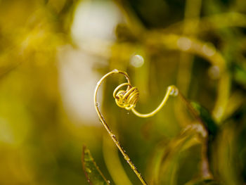 Close-up of spiral plant