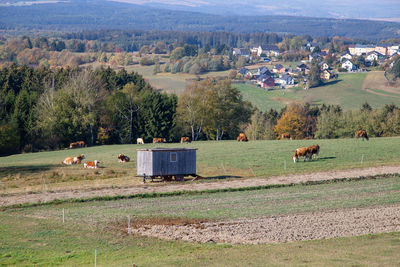 View of sheep grazing on field