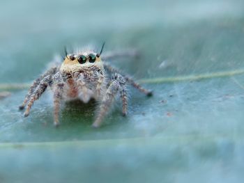 Close-up of spider