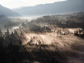 Sunrise view of mountains and clouds flowing between trees in east java, indonesia