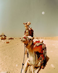 Portrait of woman standing on sand at desert