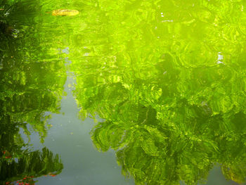 High angle view of leaves floating on lake