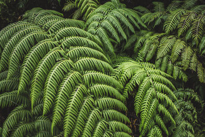 Full frame shot of fern leaves